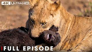 Most Brutal Survival Battle (Full Episode) | Savage Kingdom | Nature Animal Documentary