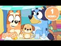 Bluey And Bingo Games In The Heeler House 90 MINUTES Bingo Official Channel