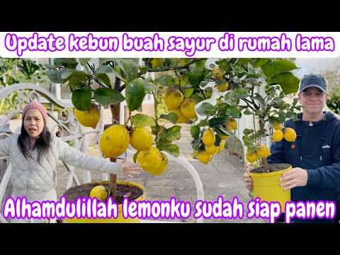 UPDATE KEBUN BUAH SAYUR DI RUMAH LAMA | ALHAMDULILLAH LLEMONKU SUDAH SIAP PANEN