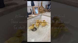 Download lagu If you give a girl a 💍 at 18 #farmlife #husbandwife  #marriage #husband #couple #farm #animals mp3