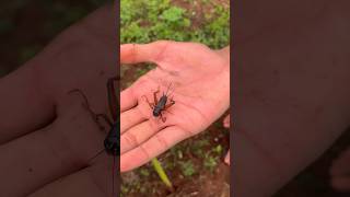 Download lagu Menangkap jangkrik liar #diy #kreatif #gagaheuy #viral mp3 Download lagu Menangkap jangkrik liar #diy #kreatif #gagaheuy #viral mp3