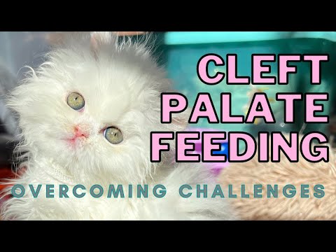 How Chouchou Eats (Cleft Palate Kitten Feeding)