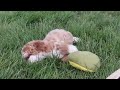 Cavapoo dogs for sale: Bella Rae - Video 1