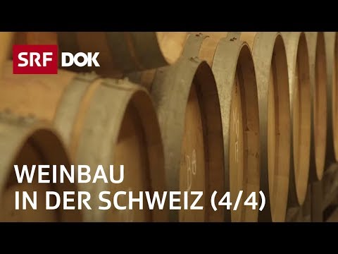 Ein Jahr in den Rebbergen – Herbst (4/4) | Weinbau in der Schweiz | Doku | SRF Dok