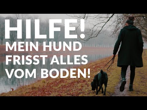 HILFE! Mein HUND frisst alles vom Boden | Folge #7 Gassi mit Masih