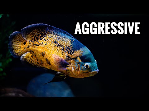 Huge OSCAR CICHLIDS Are FIGHTING In My Fishroom Aquarium!