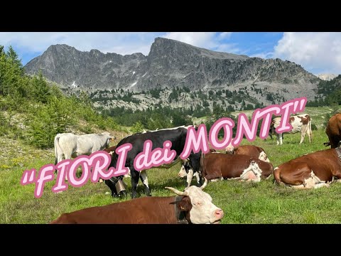 Az.”Fiori dei Monti” Barbara Viale & Andrea Colombero #transumanza Moiola-C/le Lombarda-Isola2000 FR
