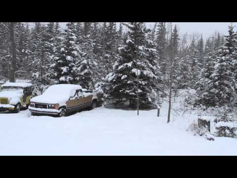 our Common Redpoll flock