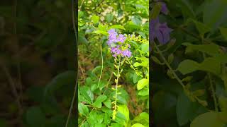 বোঝেনা সে বোঝেনা 😍😍😍#song