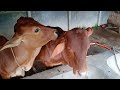 My First Vlog My First Vlog Bangla 2023 Daily Agro