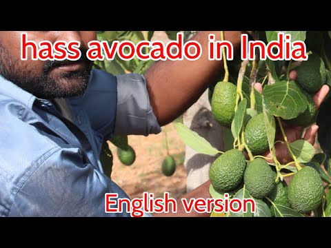 hass avocado in india English version.                    contact 8660918799.