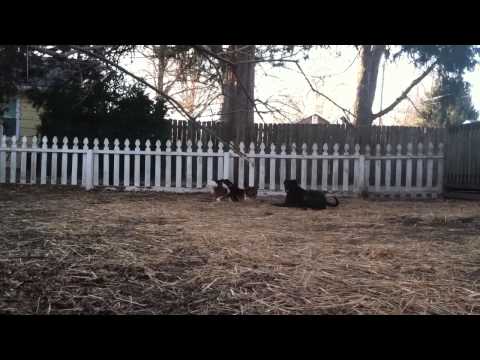 Sam, an adopted Spaniel Mix in Kansas City, MO_image-1