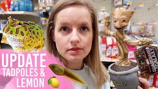 Tadpole Babies &amp; Pacman Frog Update! More Shopping