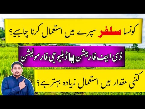 Best Sulphur for Spary | best sulphur kon sa hai | DF Sulphur  | WG Sulphur  || Apna Kisan Pakistan