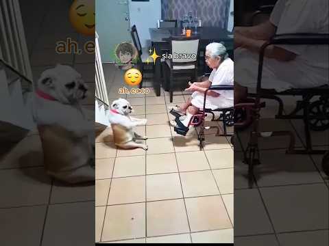 🐶 Cagnolone balla per la nonna