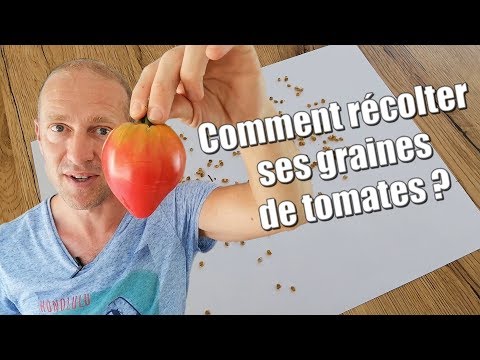 , title : 'Comment récolter ses graines de tomates [TUTO] ?'
