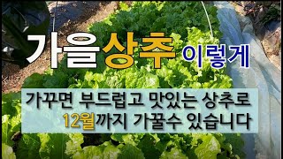 가을상추 이렇게 가꾸면 부드럽고 맛있는 상추로 12월까지 가꿀 수 있습니다. #가을상추 가꾸기 #겨울상추 가…