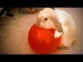 Funny Rabbits 🐰😂 Funny Rabbits Playing (Full) [Funny Pets]