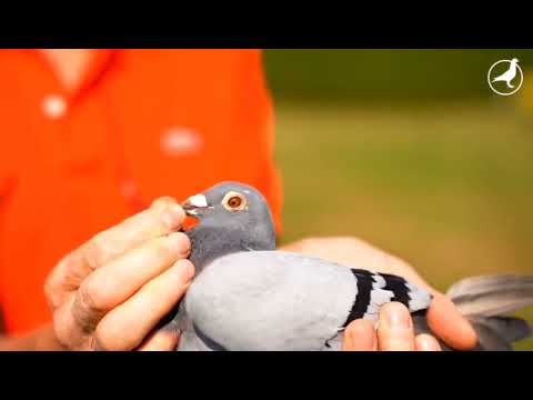 1st International Barcelona Winner 2022