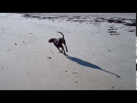 The beach is good place for a run! Hedda 1 5 17