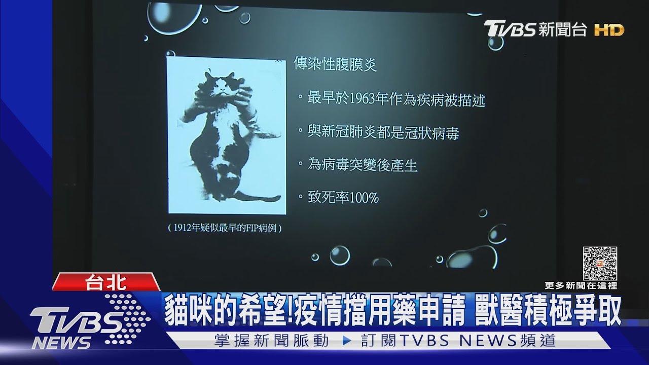 爭取合法用藥! 貓染「腹膜炎」死亡率100%