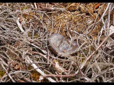 Birth of a baby adder