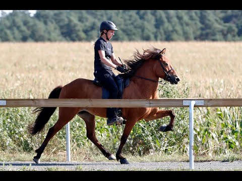 Særós vom Kronshof