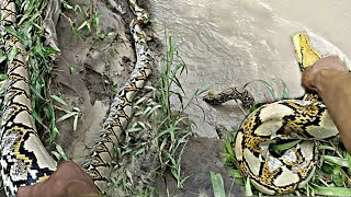 Download lagu ULAR PITON BESAR MASUK PERKAMPUNGAN mp3