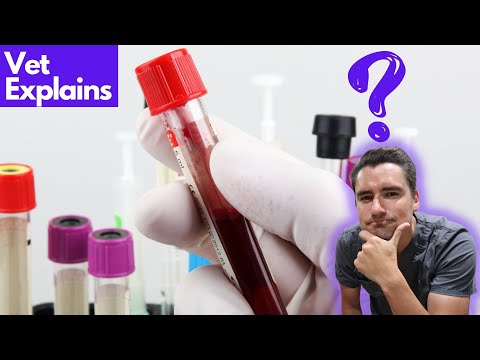 How your vet gets blood from your dog or cat.