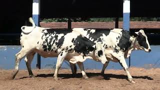 Vídeo 214 - 1ª ETAPA MEGA LIQUIDAÇÃO TOTAL AGROPECUÁRIA MARAJOARA - DIA 4 | GADO GIROLANDO E HOLANDÊS
