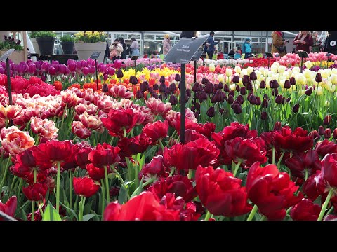 Keukenhof garden 2023 - Spring color - 4k