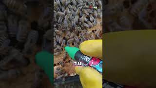 Download lagu Kenapa Ratu Lebah diberi Tanda 🧐 mp3