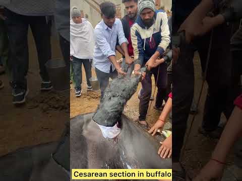 Cesarean section in buffalo l dr umar khan
