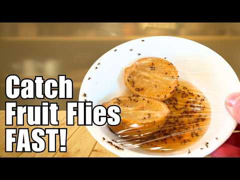 Secret to the Ultimate Fruit Fly Trap