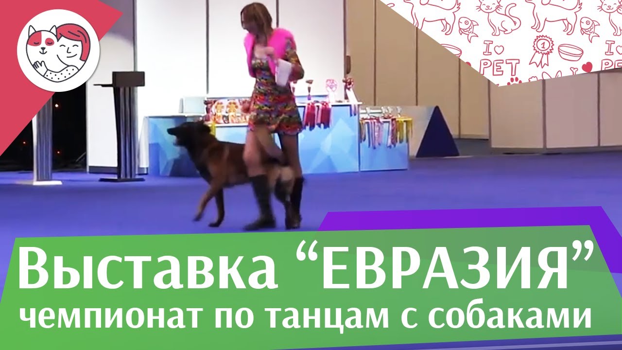 Чемпионат РКФ по танцам с собаками 9 на Евразии 17 ilikepet