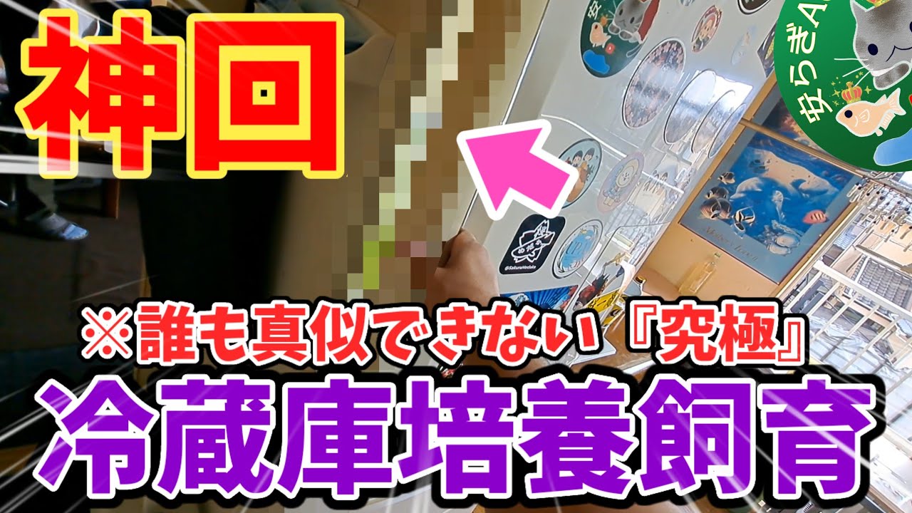 【神回】誰も真似する事ができない究極の冷蔵庫めだか飼育【友達の家がスゴすぎる】真似るなら家族の承諾を得て下さい。トラブルになります。安らぎAQUAちゃんねる