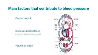 part c Tutorial on blood pressure 2025