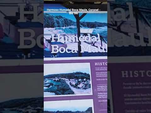 Hermoso Humedal Boca Maule, Coronel -Bio bio #nature #naturaleza #pedaleandounrato