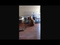 Orange Tabby Cat Uses MeowSpace Feeding And Litter Box Solution MeowSpace