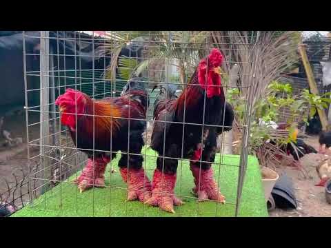 GÀ Biếu Thuần Chủng