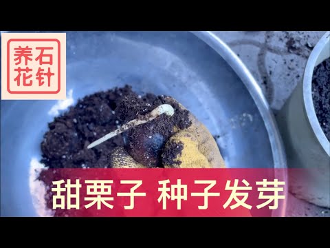 栗子種植