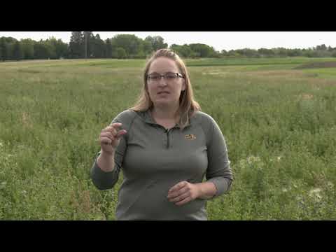 NCREC Rachel Wald: Fertilizing Alfalfa