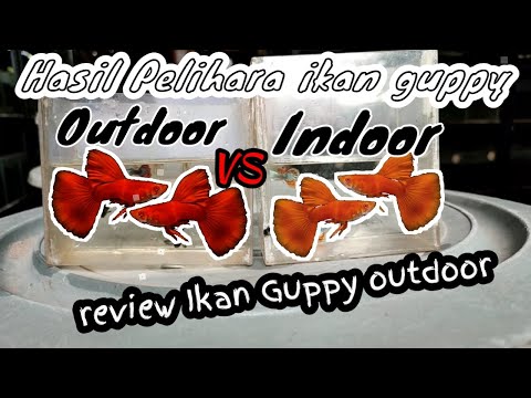 INDOOR VS OUTDOOR !! Lebih bagus mana untuk pelihara ikan Guppy?