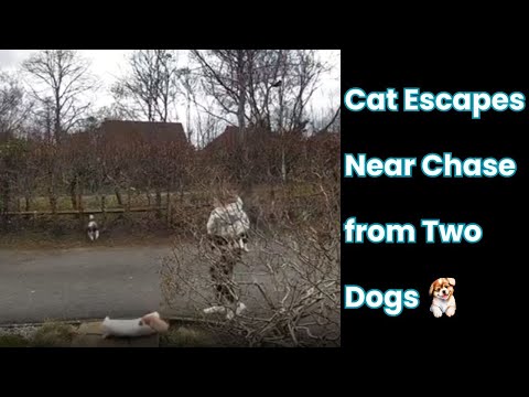 Dog Chase Cat: Intense Doorbell Footage Captures Close Call || WooGlobe