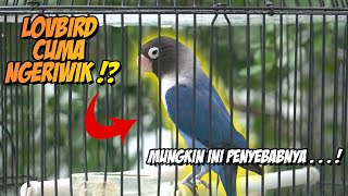 Download lagu The solution for lovebirds who are chirping!! So they'll want to chirp!!! mp3 Download lagu The solution for lovebirds who are chirping!! So they'll want to chirp!!! mp3