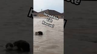 Download lagu Hero Saves Cat From High Floodwaters #CatRescue #AnimalRescue mp3