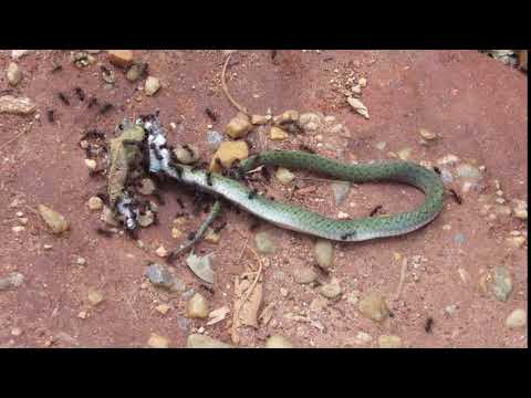 Formigas devorando serpente