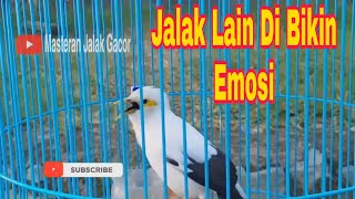 Download lagu Pancingan Jalak Putih Gacor Full Isian Untuk Jalak Putih Macet Bunyi Di jamin Pasti Cepat Nyaut mp3 Download lagu Pancingan Jalak Putih Gacor Full Isian Untuk Jalak Putih Macet Bunyi Di jamin Pasti Cepat Nyaut mp3