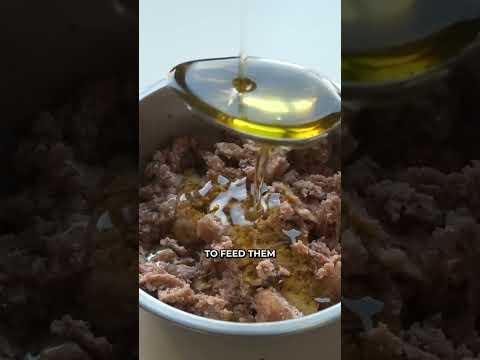 Unlock the secrets to a healthier pup with our 3 simple dog care tips every pet owner should know