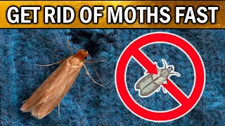 How to Get Rid of Moths in Your House, Room, Closet, Pantry, Carpets (NATURALLY)